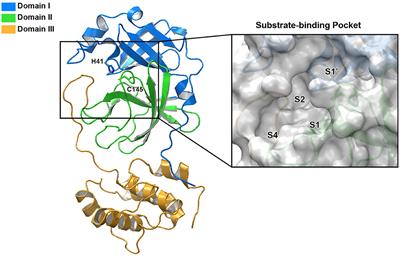 Recent Progress in the Drug Development Targeting SARS-CoV-2 Main Protease as Treatment for COVID-19